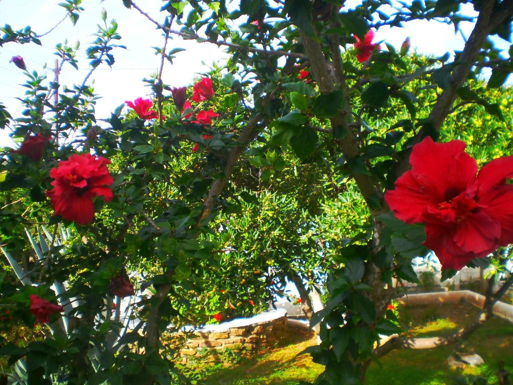 Paros Rita Studios Piso Livadi Room photo